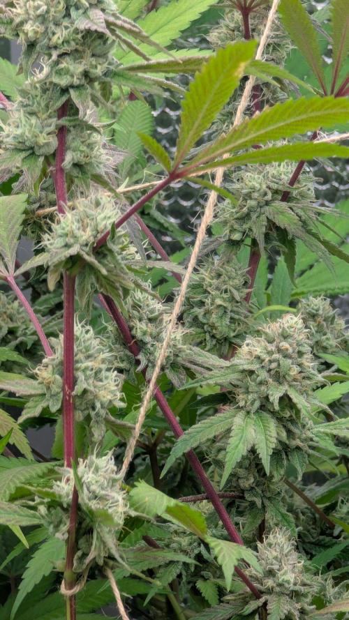 RQS~Astro lemonade. Week 15
