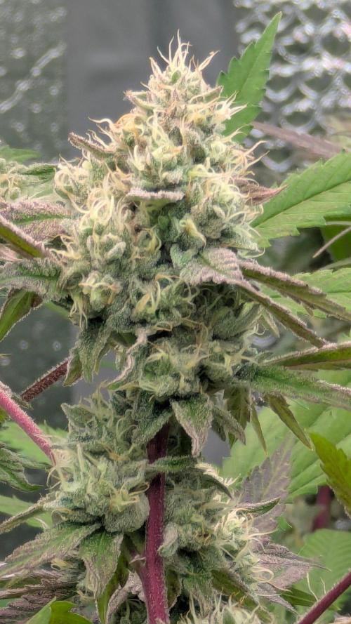 RQS~Astro lemonade. Week 15