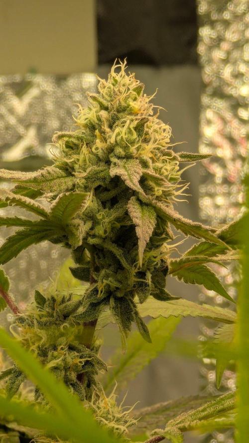 RQS~Astro lemonade. Week 15