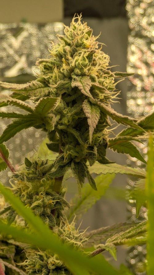 RQS~Astro lemonade. Week 15