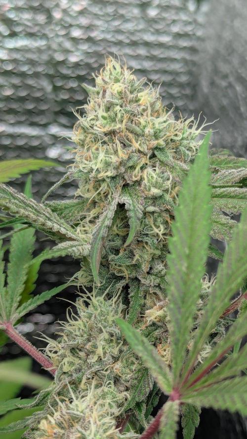 RQS ~ North ThunderFuck. Week 15