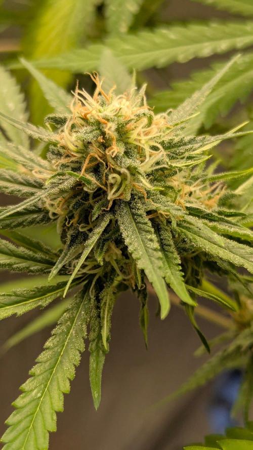 RQS ~ North ThunderFuck. Week 15