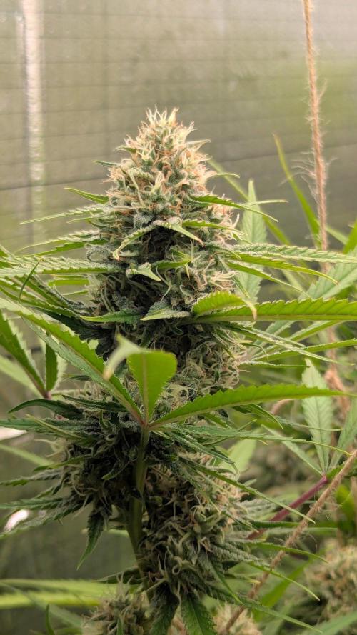 RQS ~ North ThunderFuck. Week 15