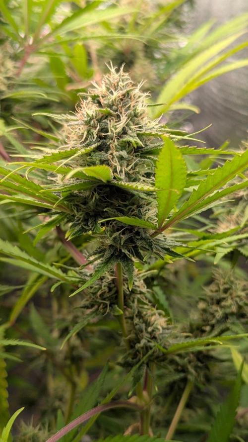 RQS ~ North ThunderFuck. Week 15