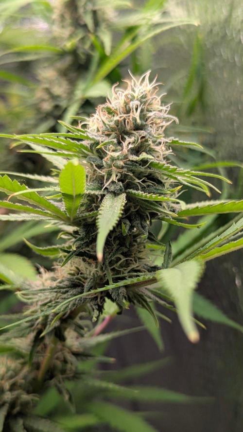 RQS ~ North ThunderFuck. Week 15