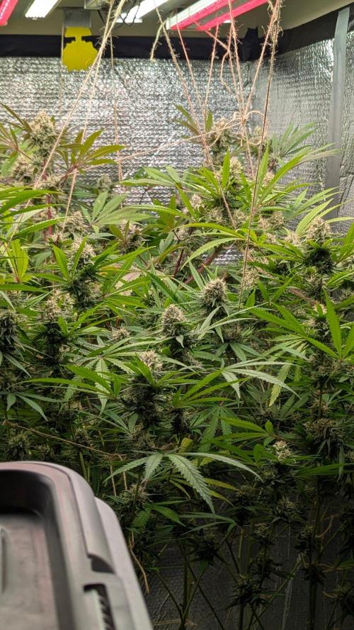 RQS ~ North ThunderFuck. Week 15