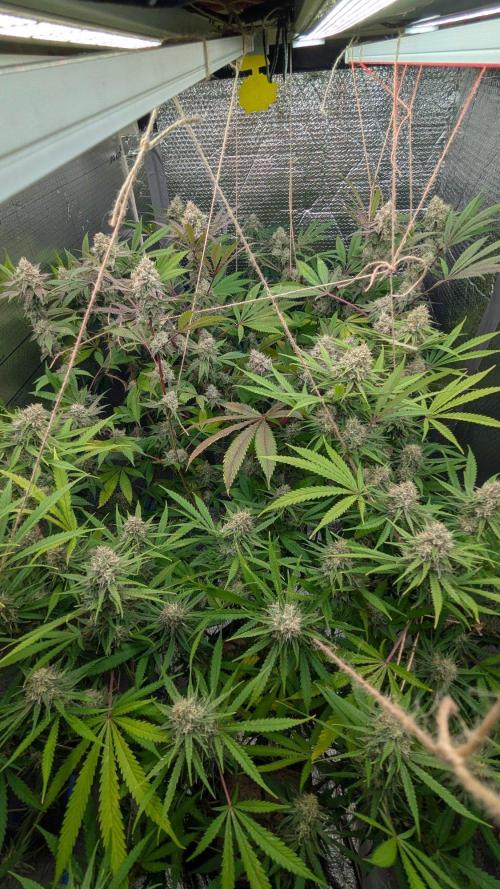 RQS ~ North ThunderFuck. Week 15