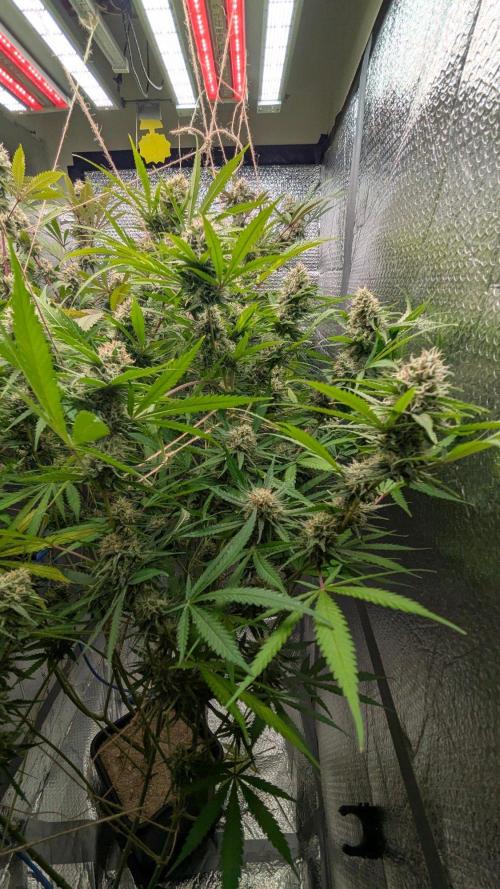 RQS ~ North ThunderFuck. Week 15