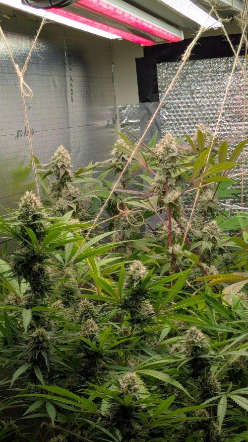 RQS ~ North ThunderFuck. Week 15