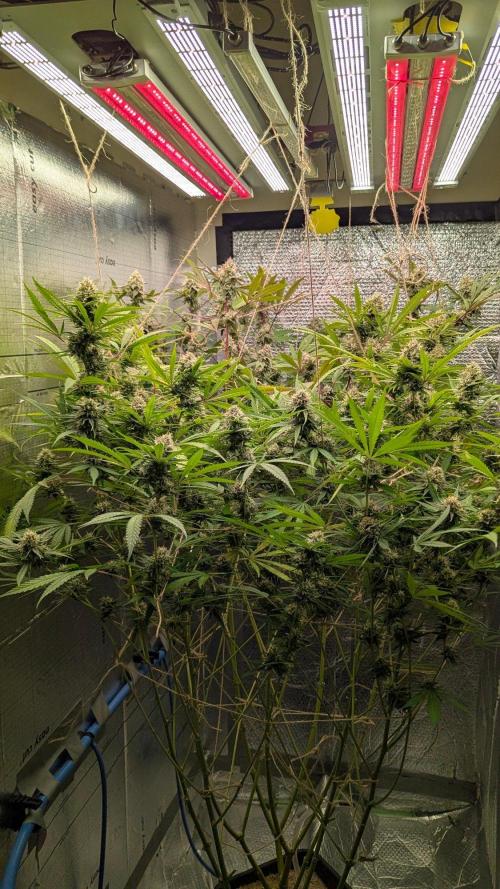 RQS ~ North ThunderFuck. Week 15