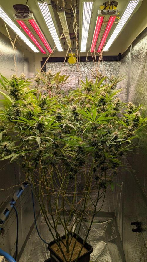 RQS ~ North ThunderFuck. Week 15