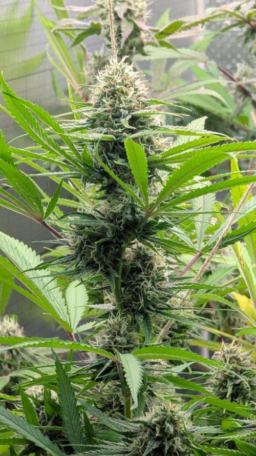 RQS ~ North ThunderFuck. Week 15