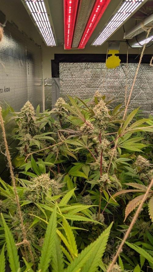 RQS ~ North ThunderFuck. Week 15
