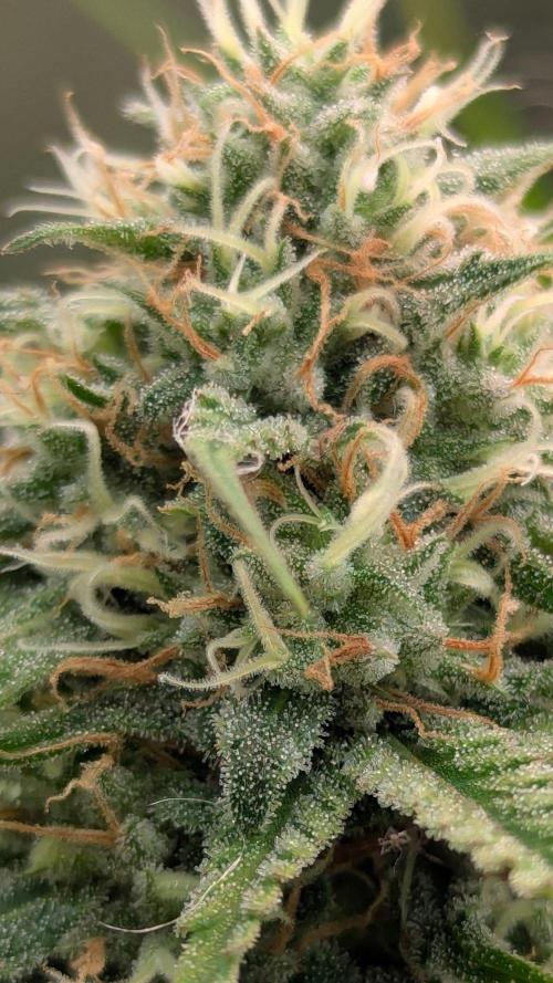 RQS ~ North ThunderFuck. Week 15