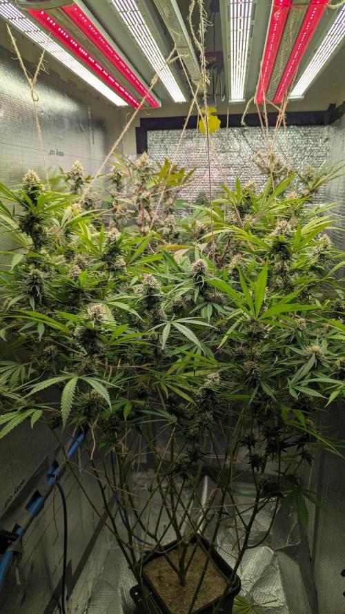 RQS ~ North ThunderFuck. Week 15