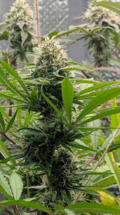 RQS ~ North ThunderFuck. Week 15