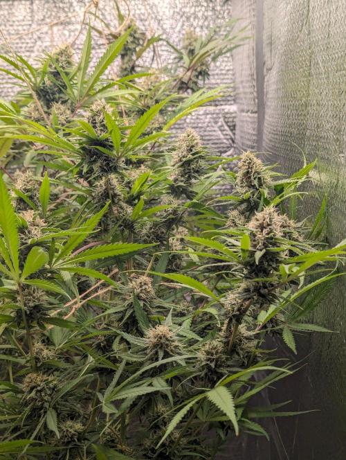 RQS ~ North ThunderFuck. Week 15