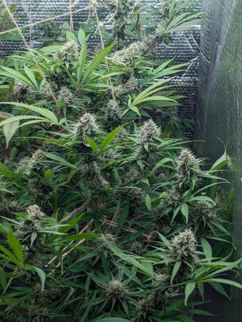 RQS ~ North ThunderFuck. Week 15