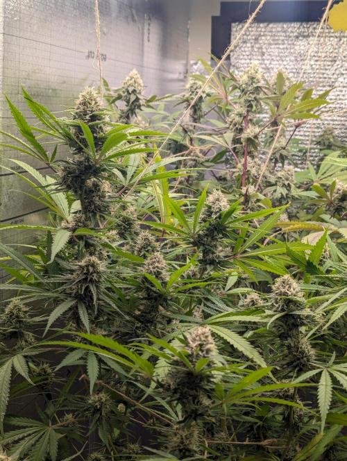 RQS ~ North ThunderFuck. Week 15