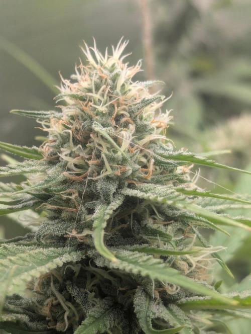 RQS ~ North ThunderFuck. Week 15