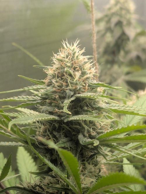 RQS ~ North ThunderFuck. Week 15