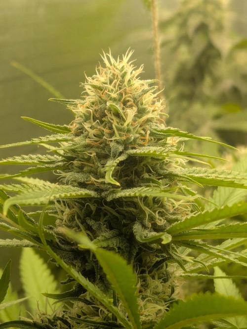 RQS ~ North ThunderFuck. Week 15