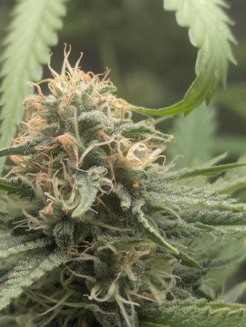 RQS ~ North ThunderFuck. Week 15