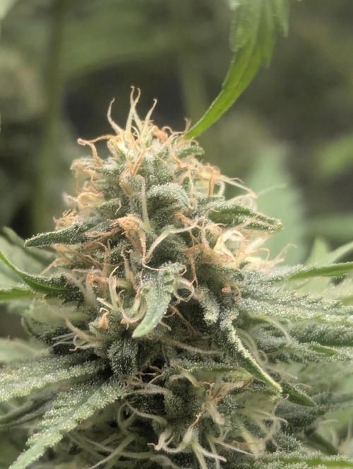 RQS ~ North ThunderFuck. Week 15