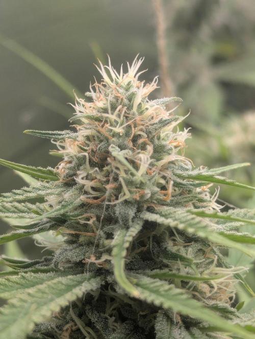 RQS ~ North ThunderFuck. Week 15