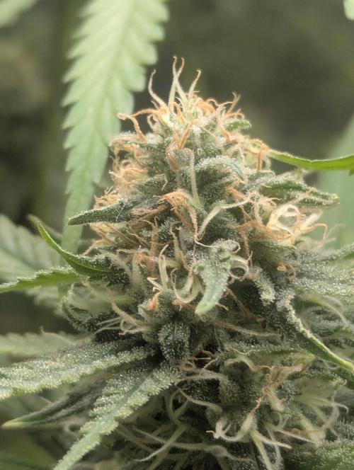 RQS ~ North ThunderFuck. Week 15