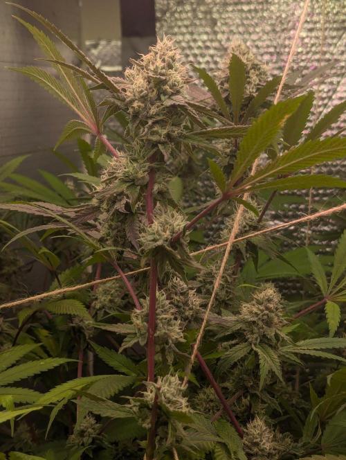 RQS ~ North ThunderFuck. Week 15