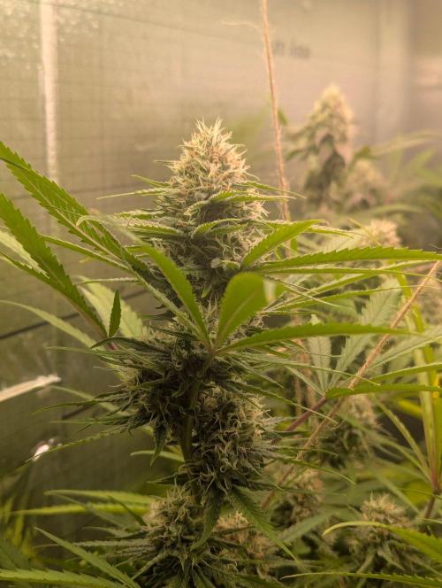 RQS ~ North ThunderFuck. Week 15