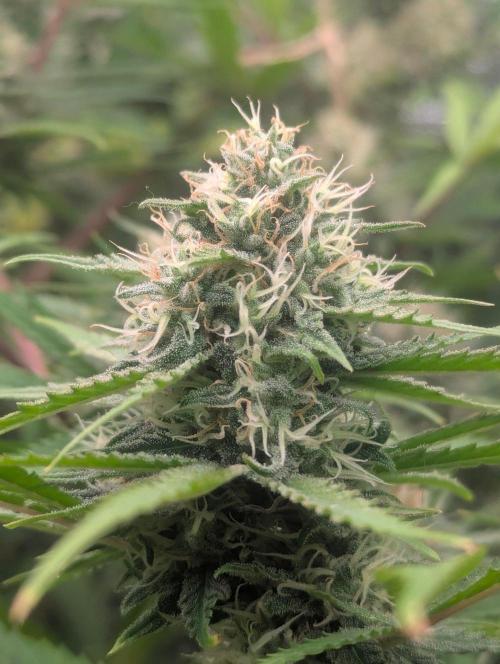 RQS ~ North ThunderFuck. Week 15