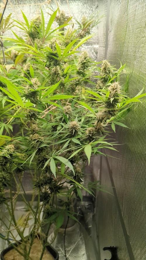 RQS ~ North ThunderFuck