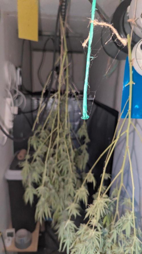 RQS ~ North ThunderFuck. Week 16