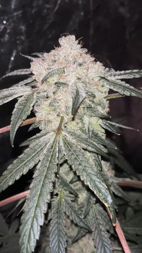 Cherry Ztripez Pheno # 4
