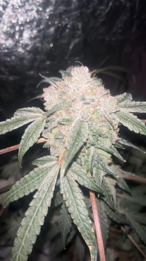 Cherry Ztripez Pheno # 4