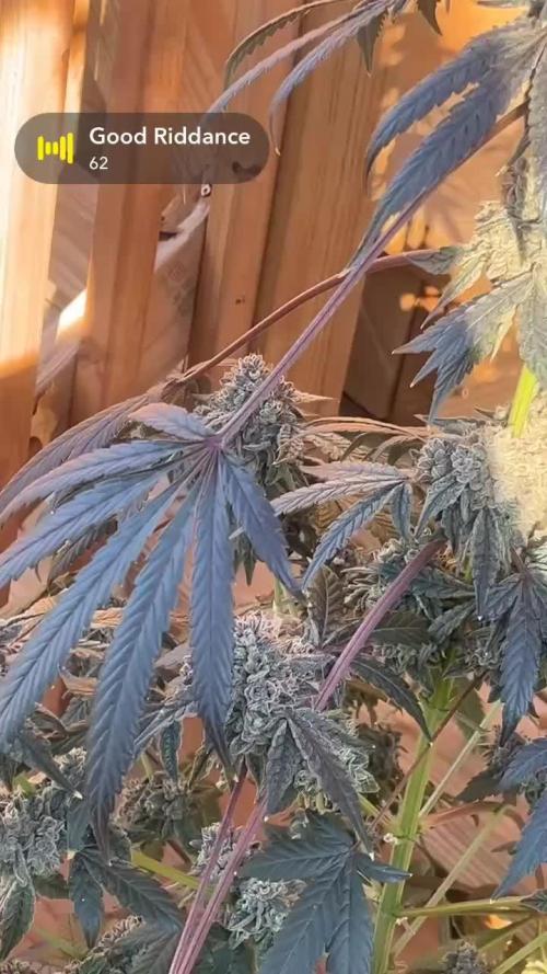 Cherry Ztripez Pheno # 4