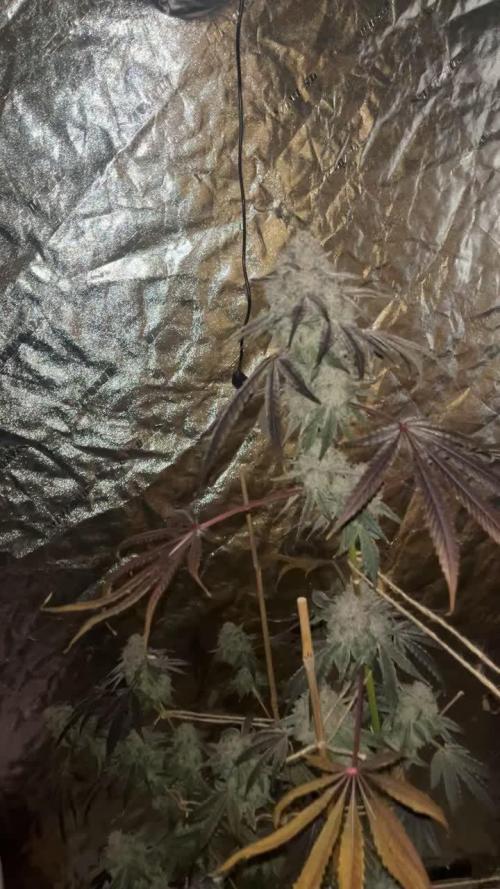 Cherry Ztripes Pheno 1