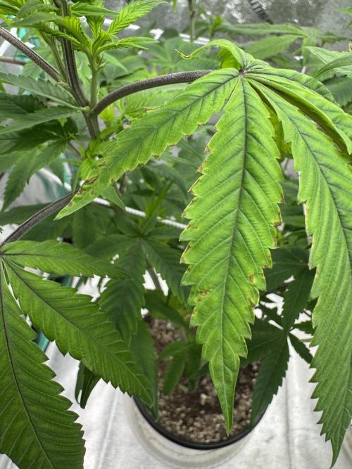 Rasta_Ganja