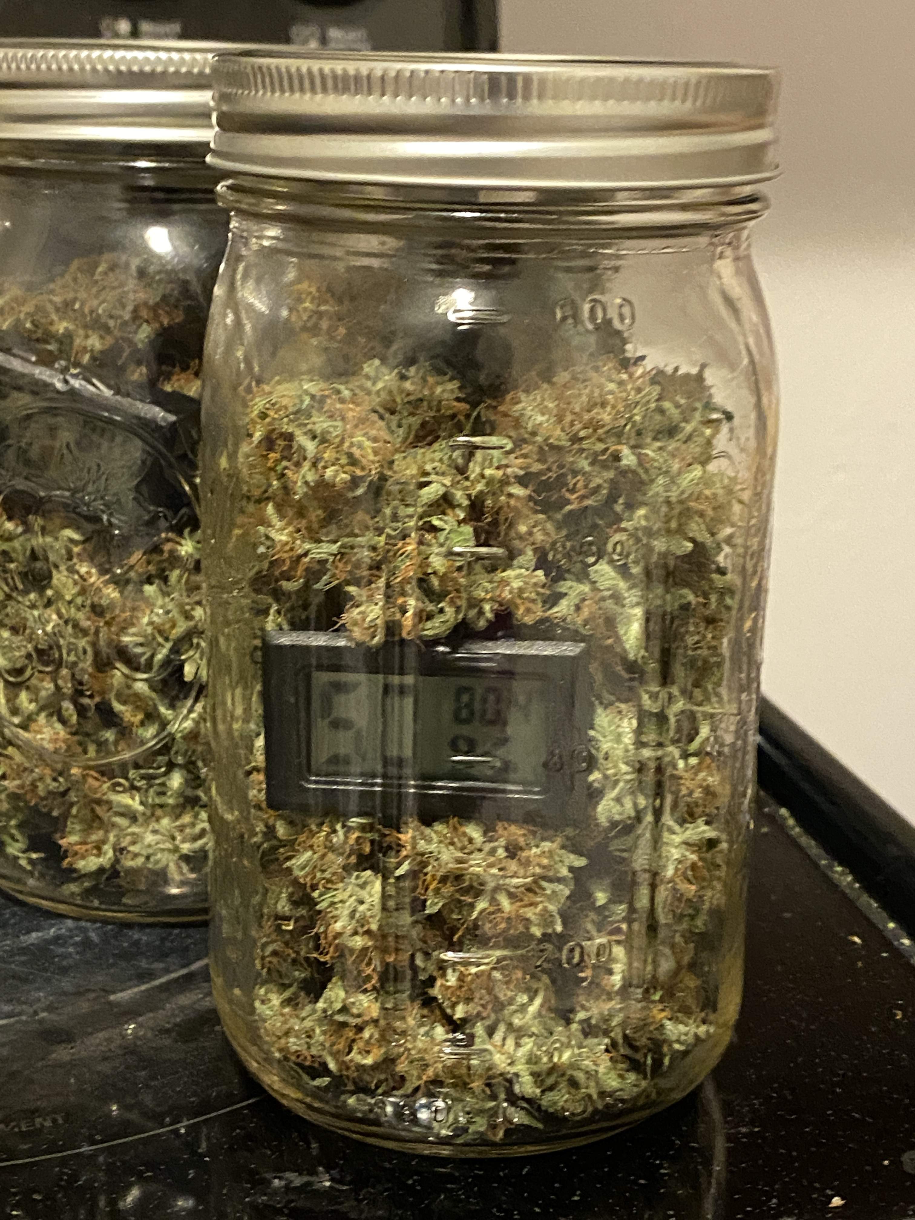 ILGM Jack Herer Autoflower grow diary (journal) harvest11 by GrowDiaries