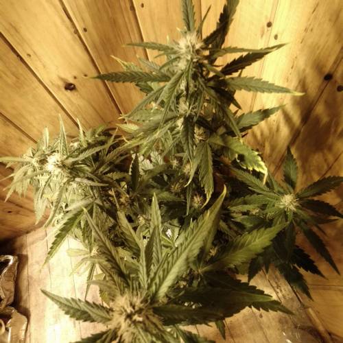 Popping my cherry. Week 5 - OG