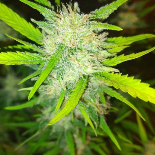 Popping my cherry. Week 7 - OG kush 