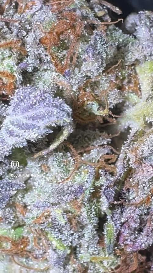 AU79 (bridal party x the queen)