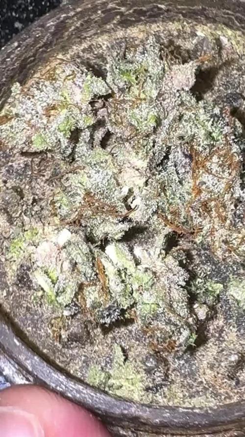 AU79 (bridal party x the queen)