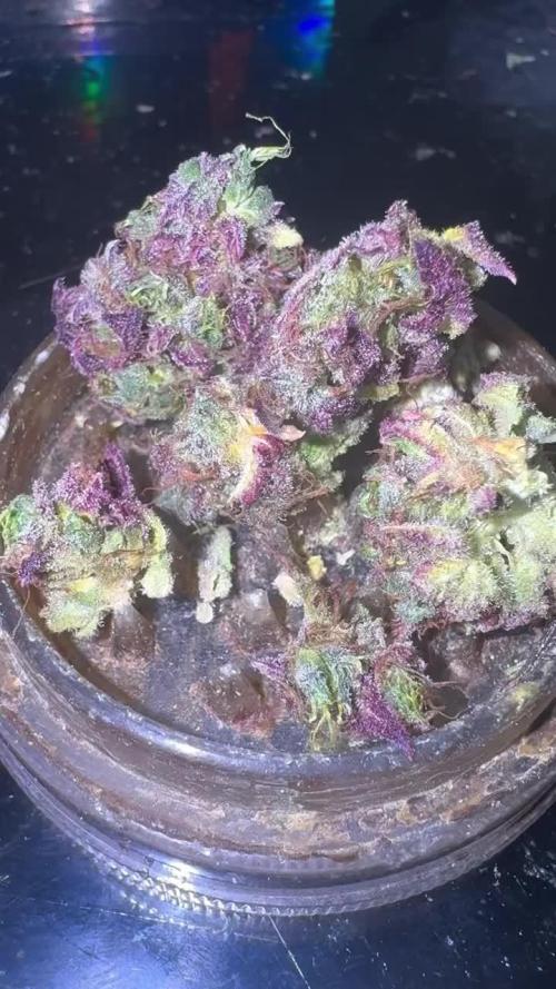 AU79 (bridal party x the queen)