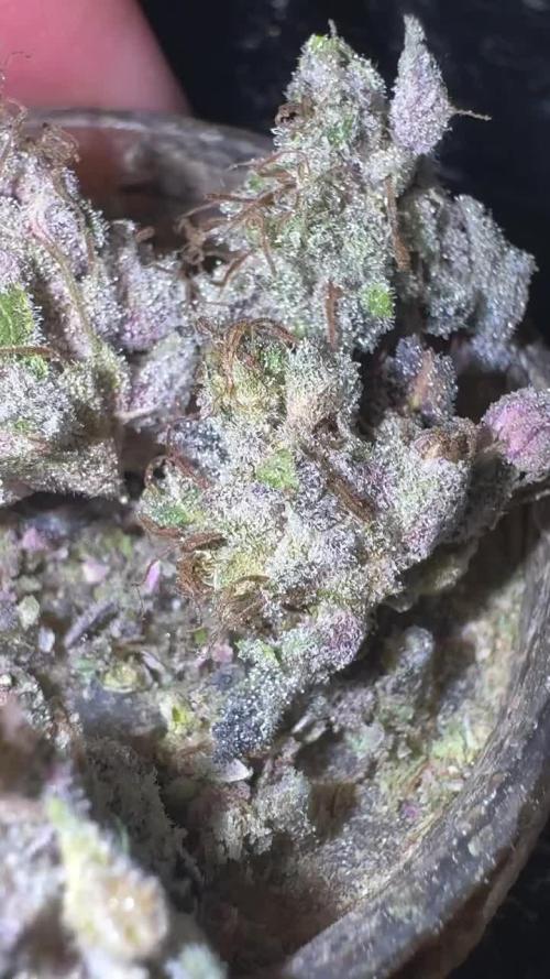 AU79 (bridal party x the queen)