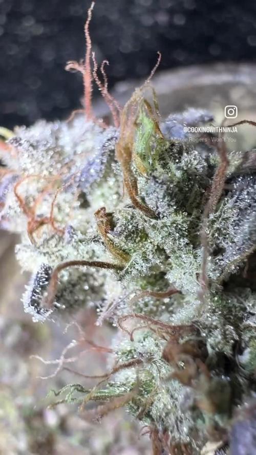 AU79 (bridal party x the queen)