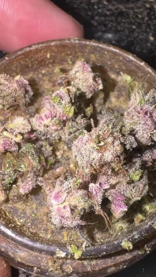 AU79 (bridal party x the queen)