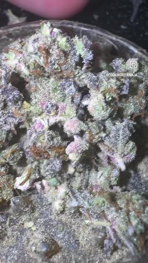 AU79 (bridal party x the queen)